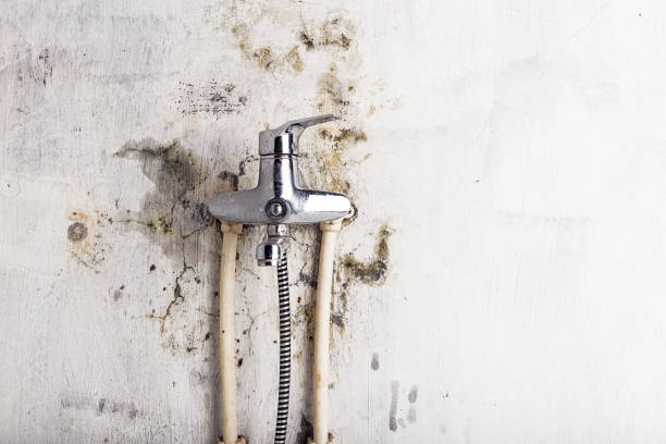 Best Fast Mold Removal  in North Windham, ME
