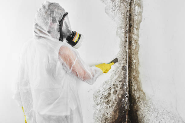 Best Mold Testing  in North Windham, ME