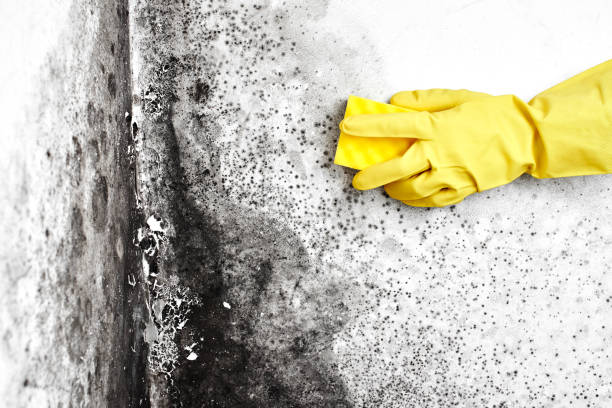 Professional Mold Removal in North Windham, ME