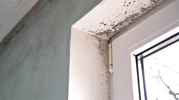Best Mold Removal Process  in North Windham, ME