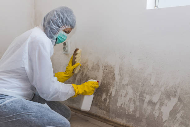 Certified Mold Removal in North Windham, ME