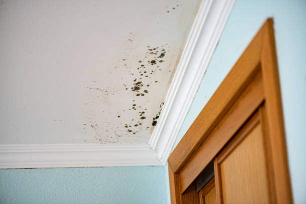 Best Attic Mold Removal  in North Windham, ME