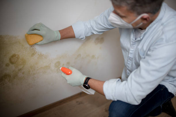 Best Certified Mold Removal  in North Windham, ME