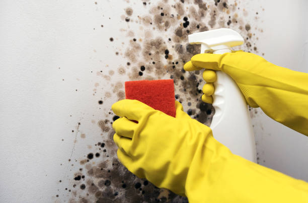 Best Emergency Mold Removal  in North Windham, ME