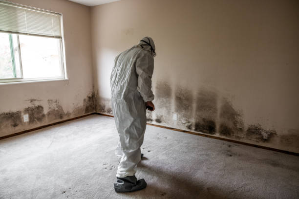 Best Mold Removal and Inspection  in North Windham, ME