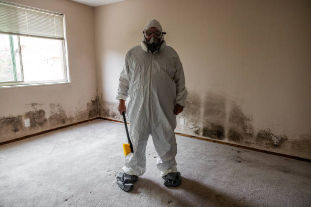 Best Same-Day Mold Removal  in North Windham, ME