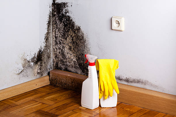 Best Affordable Mold Removal  in North Windham, ME