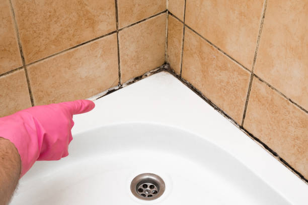 Best Toxic Mold Removal  in North Windham, ME
